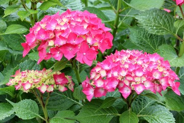 Hydrangea - Hortensia