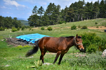 y&ouml;r&uuml;k ve yaşam