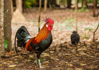 Wild Rooster