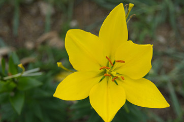 Obraz premium lily flower