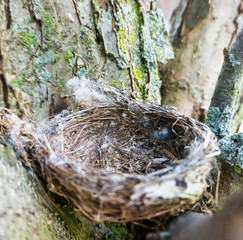 concept of empty nest where the young have left home
