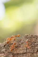 red ant power in the natur