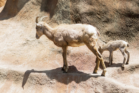 Portrait of two mountain goats. The female with her cub walking on the rock. 
