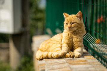 Peaceful orange female cat looking sleepily