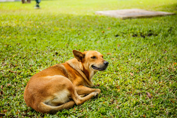 dog sleep in grass yard
