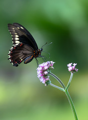 Gold Rim Swallowtail or Polydamas Swallowtail (Battus polydamas) sipping nectar from a flower, Davie, Florida, United States