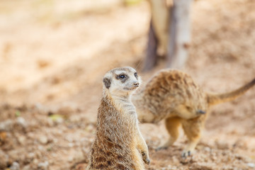 Meerkat