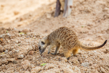 Fototapeta premium Meerkat