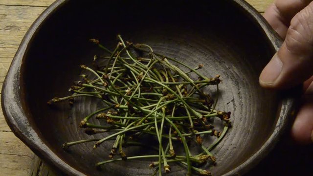 இலைக்காம்பு తొడిమ Petiŏlus Picciolo Blatt Pec&iacute;olo Pec&iacute;ol Picciuolo Bladstilk دمبرگ Yaprak sapı Bladsteel Plantedel P&eacute;tiole Pflanze Petiole botany Herbalism Peciolo Leheroots Peziolo Herbalism 葉柄