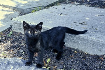 Adorable stray black kitten