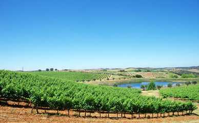 Fototapeta na wymiar landscape of Alentejo vineyards