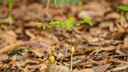 Seeds germinate in the wild