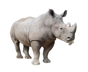 rhinocéros blanc, rhinocéros à lèvres carrées isolé