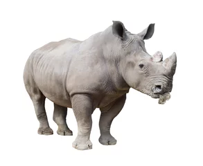 Crédence de cuisine en verre imprimé Rhinocéros rhinocéros blanc, rhinocéros à lèvres carrées isolé