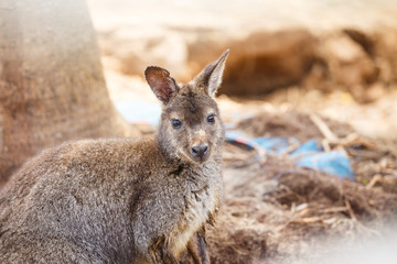 Naklejka na ściany i meble Kangaroo close up