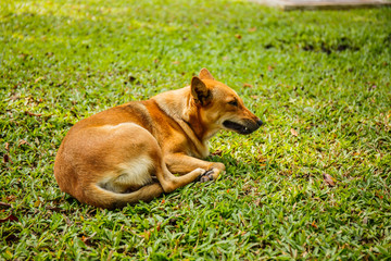 dog sleep in grass yard