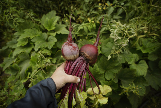 Hands holding beetroot
