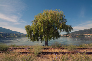 Weeping Willow at Wood Lake, Oyama