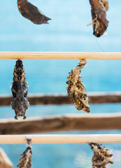 image of Butterfly Pupa hang on wooden stick .