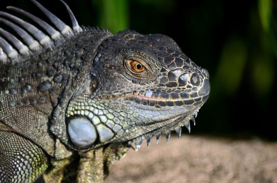 Singapore - June 10, 2016: A common green iguana lounging in the sun. The Iguana iguana or American iguana is a large arboreal, mostly herbivorous species of lizard. 