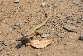 Butterfly lizard