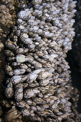 Goose barnacle colony