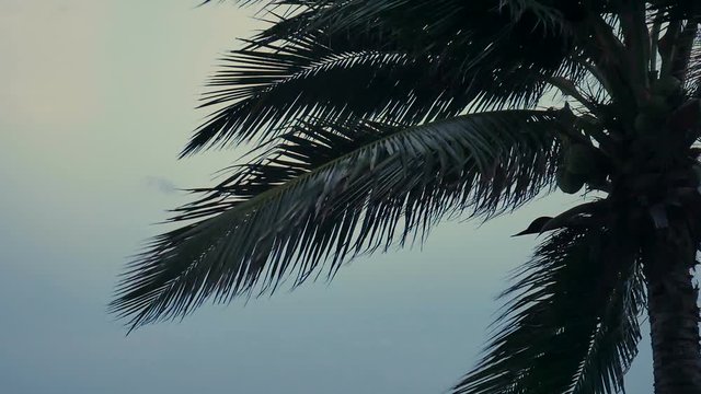 coconut trees over beach on evening cha-am thailand