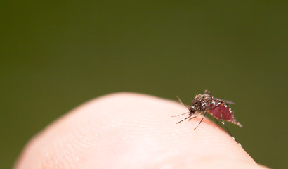 Aedes mosquito have noticeable white and black on their body and legs