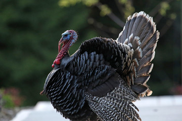 A large male wild turkey (Meleagris gallopavo), shot on Gabriola Island, British Columbia, Canada..