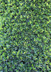 Green leaf tree of tropical garden.