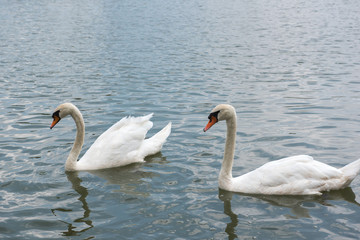 Obraz premium Two beautiful white swan swimming happy in the lake.