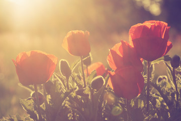 Obraz premium Poppies against the setting sun. Vintage filter