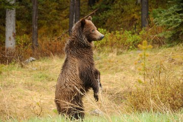 Stehender Grizzly