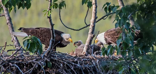 Peel and stick wall murals Eagle Adult bald eagles feeding their chicks