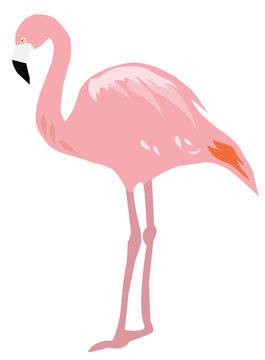 Flamingo © peony