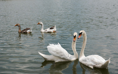 Two beautiful white swan swimming happy in the lake.