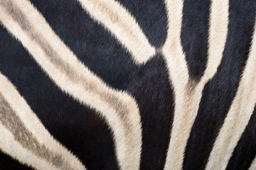 Fototapeta na wymiar skin and the patterns of zebra