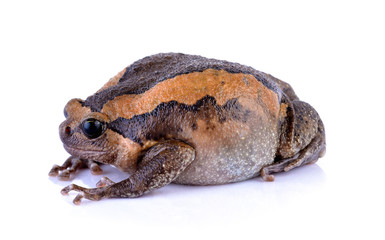 bullfrog on white background