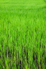Green Paddy