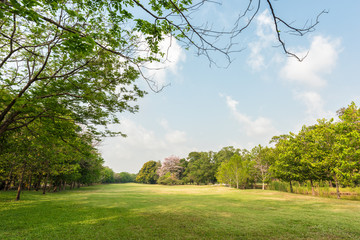Green grass field in park
