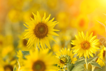 Sunflowers