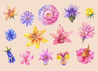 Set of flowers head in watercolor. Hand drawn painting, isolated