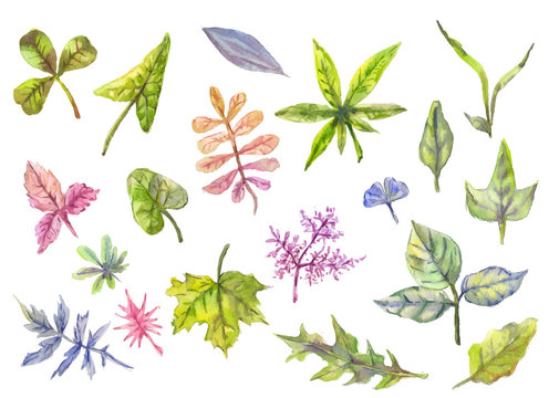  Collection of floral elements, leaves in watercolor