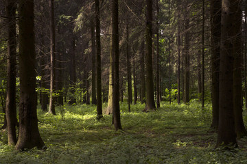 Лесная поляна. Солнечный летний день.