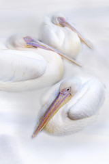 Pelicans fall asleep in the snow