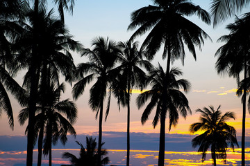 Fototapeta na wymiar Palm sunset