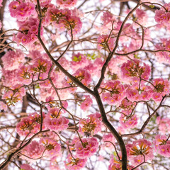 Pink trumpet tree.