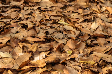 Dry leaves on the ground