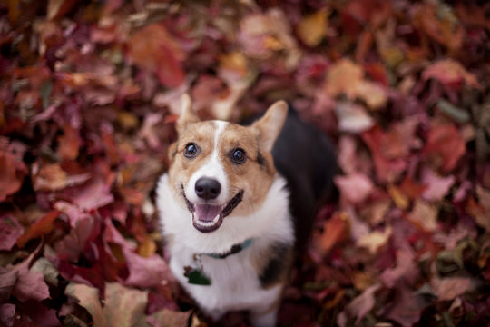 Small dog looking up at camera