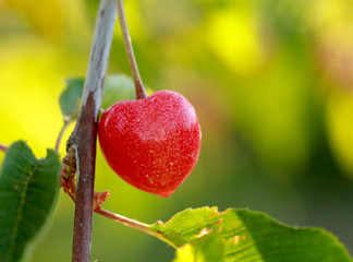 picture of a cherries on a branch just after sunrise